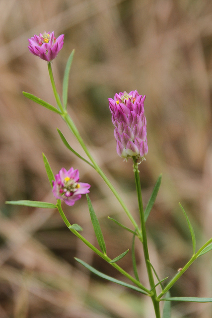 Purple Milkwort blooming in Garrett Co., Maryland (9/13/2013).